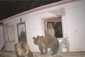 黄河源头数只棕熊破窗入室到牧民家寻找食物，被视频拍下图片