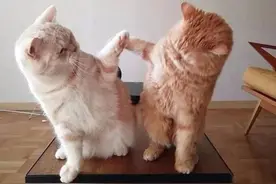 建议收藏！珠海机场快线13条线路来了，覆盖中山、江门、阳江图片