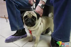 探访俄罗斯宠物医院 哈巴狗打针露出呆萌表情图片