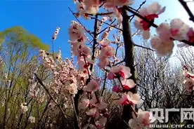 清明篇：风起正清明 寻味杏花村图片