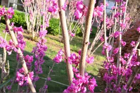 清明节、踏青节图片