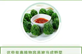 清明至，野菜鲜！但这样吃可能会中毒……图片