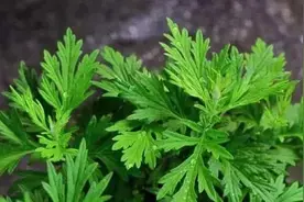 舌尖上的“春天”丨除了艾草，这些植物也能做青团噢图片