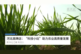 河北高碑店：“科技小灶”助力农业高质量发展视频封面