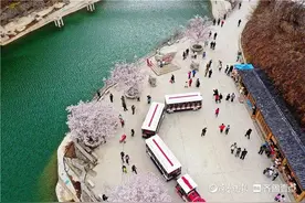 天作清明雨，地作齐山樱——清明齐山景区樱花雨中绽放图片