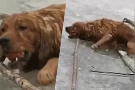 大狗掉入冰洞 众人递木棒救回！上岸那一刻让人泪目……它太忠诚了图片