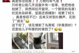 杭州小夫妻往窗外一看太意外：突然来了新“邻居”，还每天有惊喜图片
