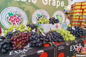 南非提子在华市场推广启动 对华年出口量将达1000万箱图片