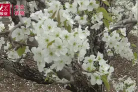 视频丨郓城西陈庄喊你赏梨花了！还有精彩节目等着你图片