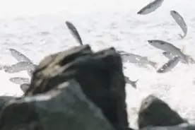 鱼鱼鱼鱼鱼！深圳湾现“鱼跃龙门”奇景图片