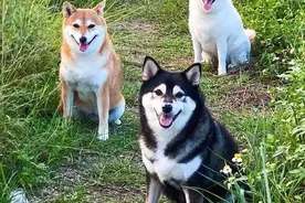 太难了，四只柴犬合照可太难了图片
