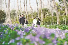 合肥滨湖国家森林公园：春光美图片