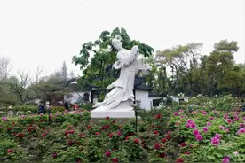 申城牡丹进入盛花期！这8个公园可赏图片