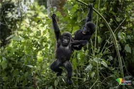 乌干达山地大猩猩林中荡秋千 悠闲轻松充满童趣图片