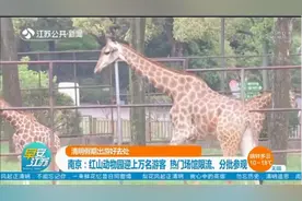 南京：红山动物园迎上万名游客，热门场馆限流、分批参观视频封面