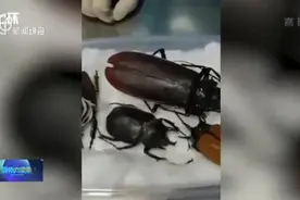 北京海关截获世界上最大天牛