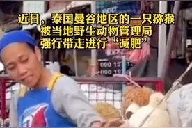 哭笑不得！泰国猴子每天被游客投喂胖成球，被强行带走减肥图片