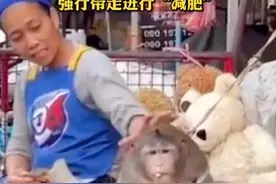 哭笑不得！泰国猴子每天被游客投喂胖成球，被强行带走减肥图片
