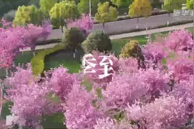 “花则泪”“粉喷嚏”……花粉过敏你中招了吗？图片