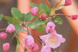 不到园林，怎知春色如许图片
