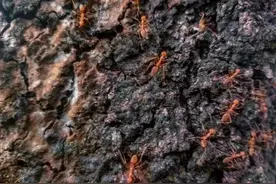 遍布435个县市区，这个“生态杀手”很恐怖图片