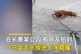 金毛不慎落水掉进冰窟窿，获救后看到狗狗嘴里这个物件让人又感动又心酸图片