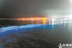 连续多夜现身泉州 梦幻“蓝眼泪”引来“追泪人”图片