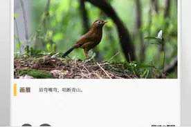 湖湘自然历丨风暖鸟声碎⑥鸟界“中国好声音”图片