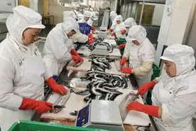 一条跨国产业链的坚韧 鳗鱼的“稳外贸”之路图片