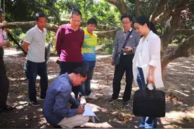 电白法院法官“巧”化干戈，“拯救”了三百多亩果园图片