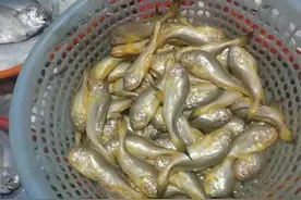 2两顶级品售价80元一条？Ok！“鲜霸”梅童鱼价今春上涨5%-15%|老谢逛菜场图片