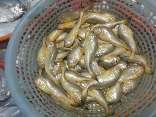 梅童鱼和小黄鱼哪个贵 2026年梅童鱼和小黄鱼哪个贵些