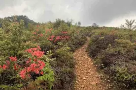 满山满谷的杜鹃花都开了！速度打卡这条10公里登山线路图片