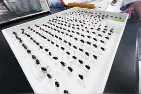 爱国卫生月：“四害”的真相③丨为啥绿化带成了苍蝇新家？省疾控专家：爱狗人士注意这件事图片