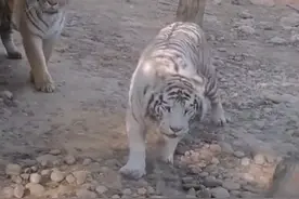 老虎被大鹅攻击撒腿就跑，网友：虎落平阳被鹅欺图片