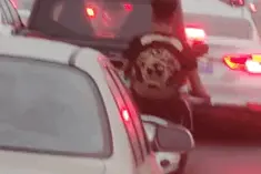 三天，逾26万辆次机动车进出北海！图片