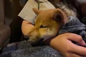 遭理发店老板拔牙虐待的柴犬被领养，正在医院接受免疫隔离图片