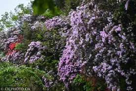 杜鹃花开正娇艳图片