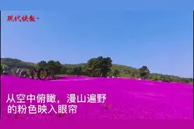 句容400亩芝樱绽放，如锦似霞美不胜收图片