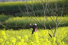 安徽绩溪加朋乡梅干岭的油菜花海与红嘴蓝鹊图片