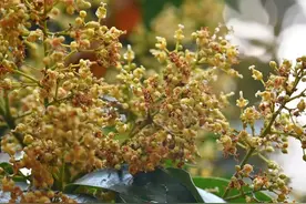 合浦：荔枝花开满山坡 蜜蜂采花酿蜜忙图片