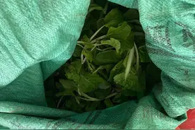 卖菜途中发生交通事故 合肥辅警现场买下老人蔬菜图片