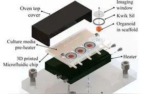 科学家在3D打印的生物反应器中培育出微小大脑图片