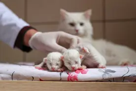 超可爱！土耳其新生梵猫宝宝亮相萌化人心图片