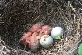 阳台来了对“霸道夫妻”！浙江一家子吵翻天：这个惊喜好突然图片