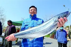 “鲅鱼王”变迁记……图片