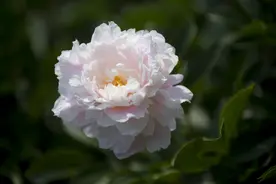 “上海赏花图鉴”：奇花异草都在这里呀图片