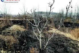 临朐一果园发生火灾 烧毁三百多棵树图片