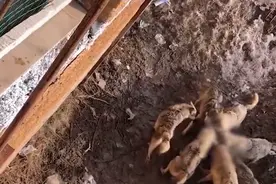 触目惊心！泰迪掉落野狼谷被群狼围攻致死，目击者：狗主人失手摔落图片