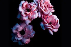 这些与黑色有关的习语，你知道几个？图片